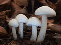 Hygrophorus cossus